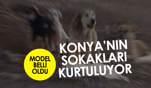 Köpek sorununa çözüm geliyor: Konya'nın sokakları sonunda rahatlıyor