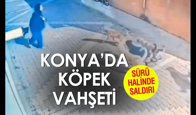 Son Köpek Saldırısı Haberi Konya'dan! Böyle Saldırdılar