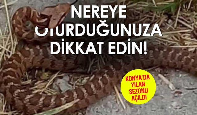 Konya Sezonu Erken Açtı: Her Yerden Yılan Çıkabilir