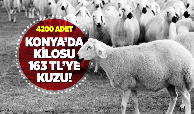 Konya'da 4200 Kuzu Satışı Gerçekleşecek: İhale 13 Haziran'da