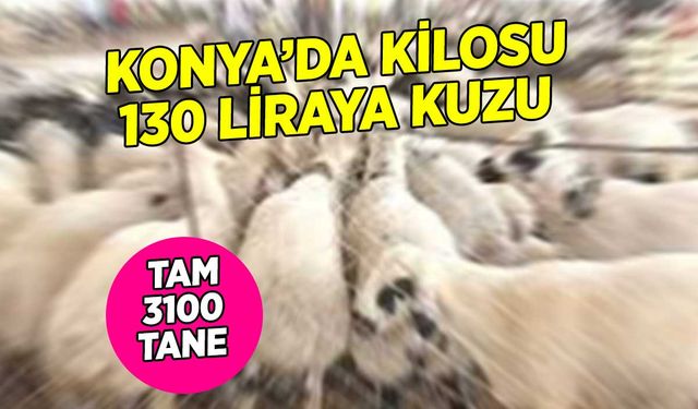 Konya'da Büyük Kuzu Satışı: Altınova Tarım İşletmesi 150 Bin 250 Kilo Kuzu Satacak