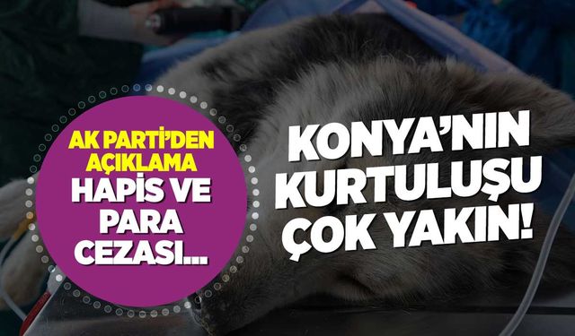 Konya'nın kurtuluş gününe doğru: Meclise geliyor! Peki, başıboş sokak köpekleri sorunu nasıl çözülecek?