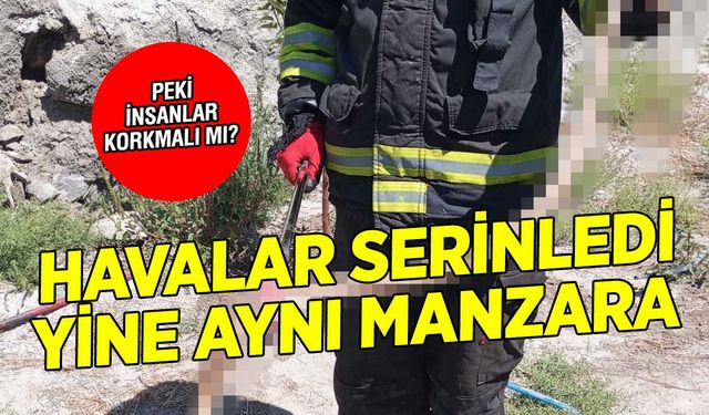 Ereğli'de Görülen 1.5 Metrelik Ok Yılanı İtfaiye Ekipleri Tarafından Doğaya Bırakıldı