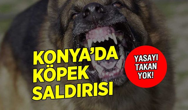 Yasa çıktı takan yok! Konya'da sahipsiz köpek saldırısı