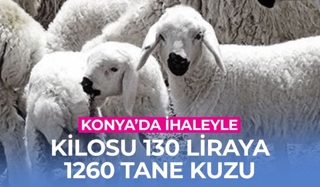 Sarayönü Gözlü'den Yeni İhale: 1260 Baş Kuzu Satılacak