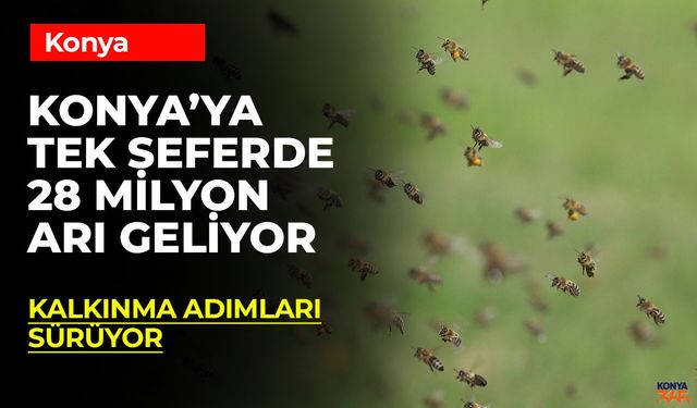 Selçuklu Belediyesi 28 Milyon Arı Satın Alıyor