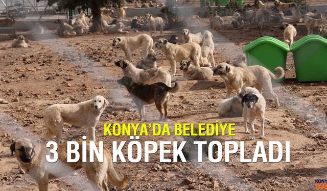 Konya'daki belediye 3 bin köpek topladığını bildirdi