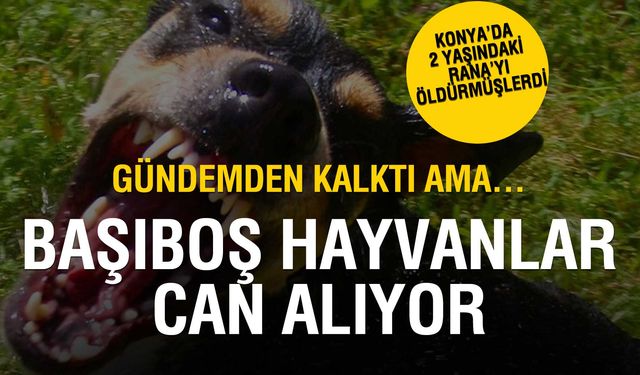 Başıboş Köpek Sorunu Büyüyor: 2025’te 12 Can Kaybı, 225’ten Fazla Yaralı