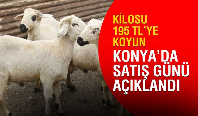 Konya’da tarım işletmesi 5 bin koyunu ihaleyle satışa çıkarıyor