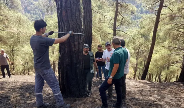 Bursa Yağmur Öncesi Ormanlarına Umutlandı