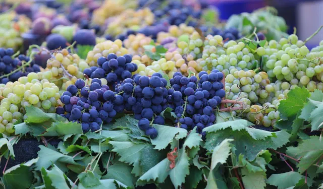 Karabağlar'ın üzümüne coğrafi işaret