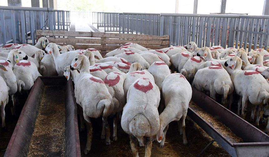 Kurban çok derileri yok