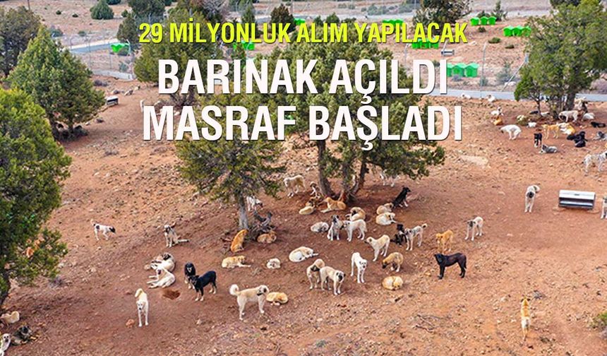 Barınak açıldı masraflar başladı