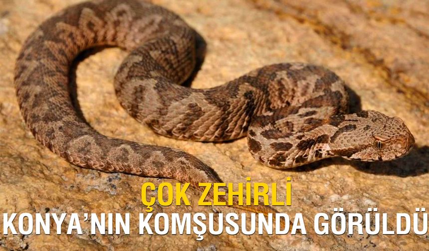 Konya'nın komşusunda engerek paniği