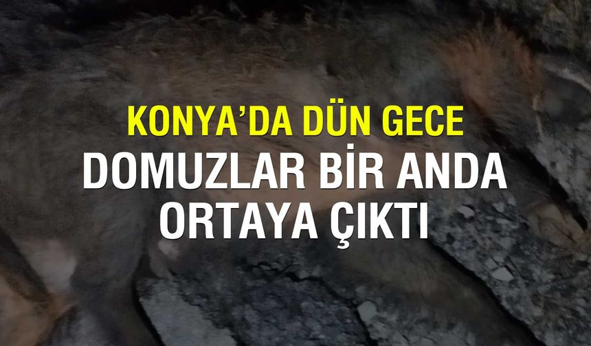 Konya'da domuz sürüsü yola çıktı onlarca araç pert oldu