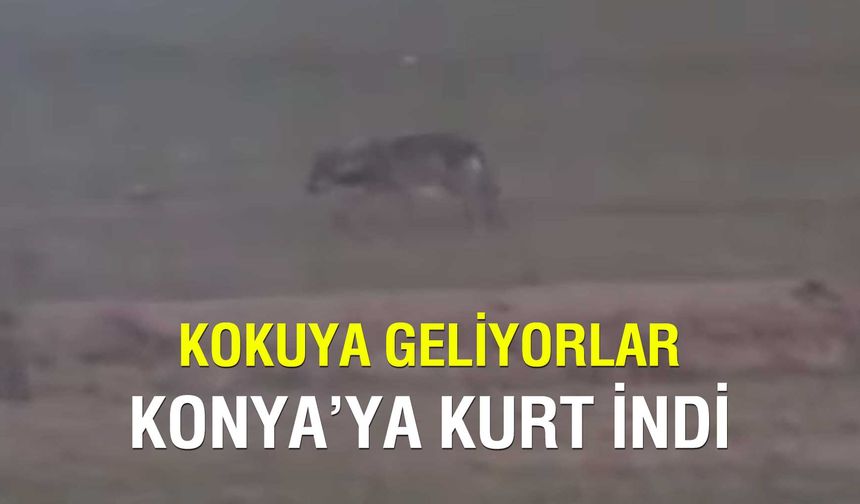 Konya’da Aç Kurt Dehşeti: 5 Keçi Telef Oldu, Mahalle Ayakta