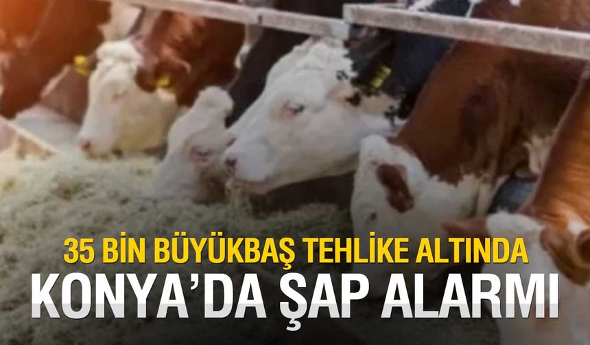 Emirgazi’de Şap Alarmı: 35 Bin Büyükbaş Hayvan Aşılandı