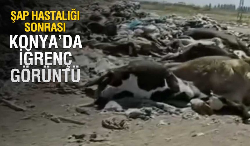 Konya'da Rezalet Görüntü! Ölü Hayvanlar Araziye Atıldı