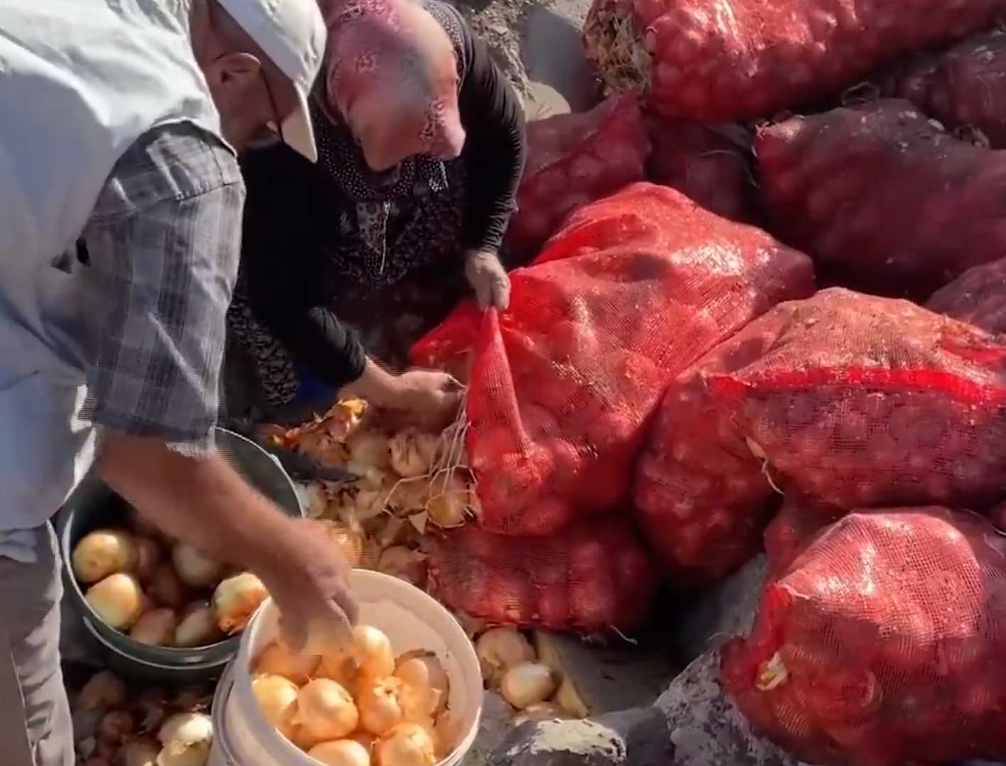 Tonlarca Sogan Ve Patates