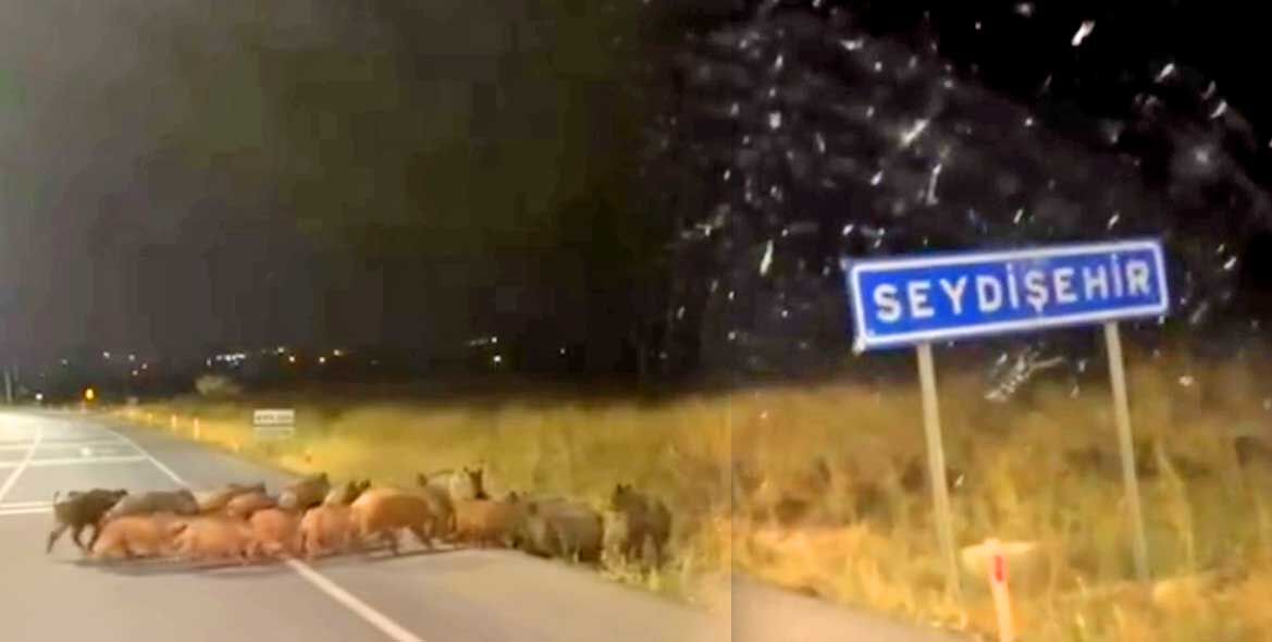 Konya Domuz